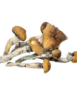 Mushrooms