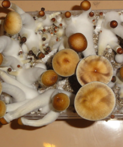 mushrooms