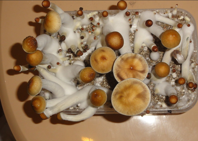 mushrooms