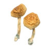 African Transkei Magic Mushrooms