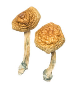 African Transkei Magic Mushrooms