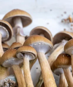 Premium Mushrooms
