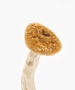 Nepalese Chitwan Mushroom