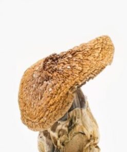 African Pyramid Mushroom