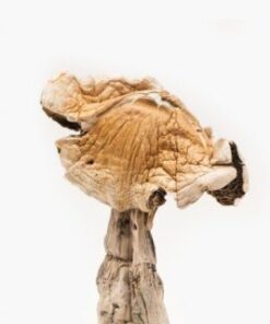 Amazonian Mushroom