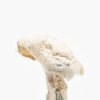 Avery Albino Mushroom