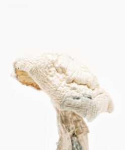 Avery Albino Mushroom