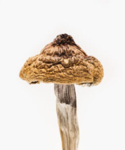 B+ Magic Mushrooms