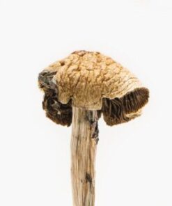 Brazilian Magic Mushroom