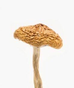 British Columbia Mushroom