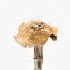 Burmese Magic Mushroom