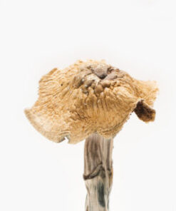 Burmese Magic Mushroom