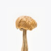 Mexican Mushrooms