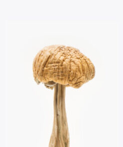 Mexican Mushrooms