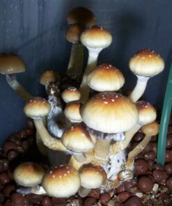 mushrooms