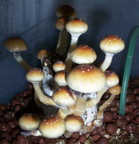 mushrooms