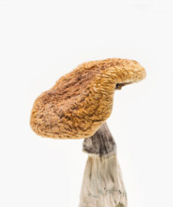 Golden Teacher Mushroom