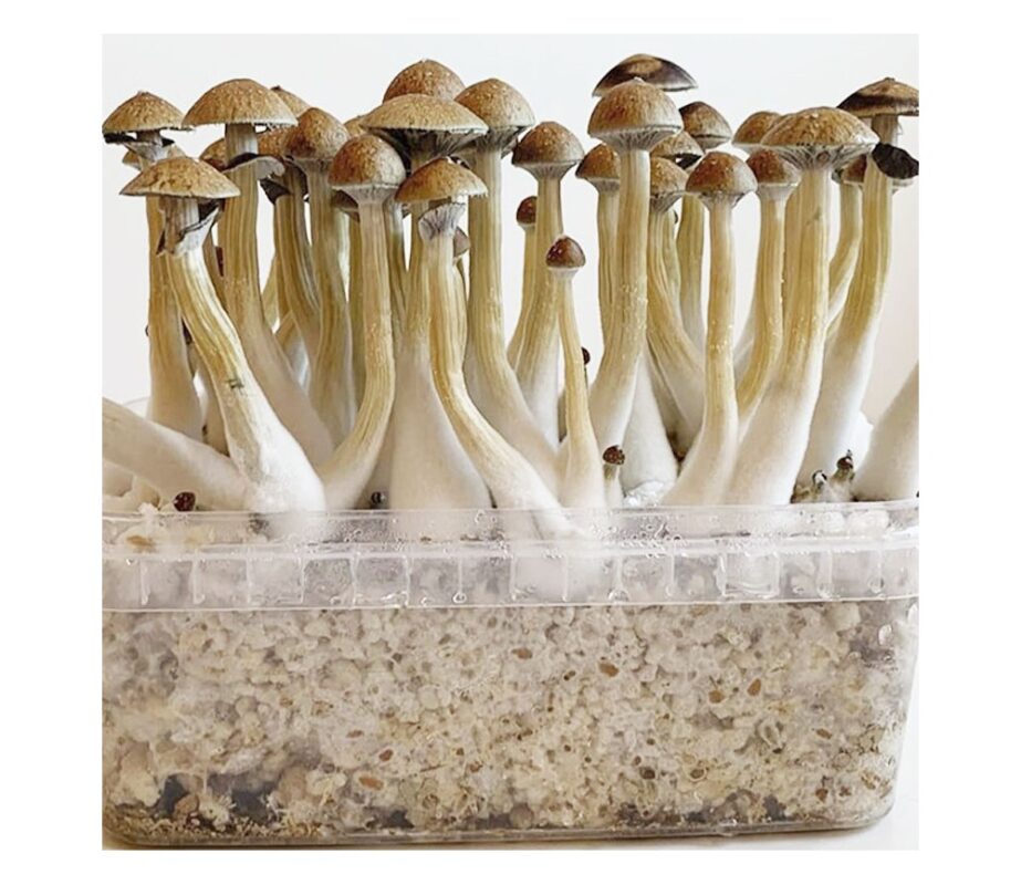 Buy Magic mushrooms