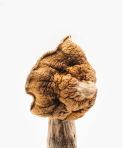 Ko Samui Super Mushroom 