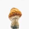 Malabar Coast Magic Mushroom