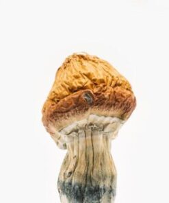 Malabar Coast Magic Mushroom