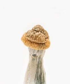 Penis Envy Mushrooms