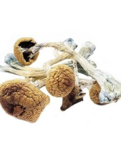Hawaiian Magic Mushroom