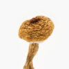 Texas Penis Envy 6 Mushrooms