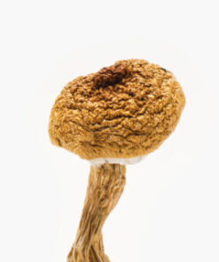 Texas Penis Envy 6 Mushrooms