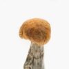 Vietnamese Mushroom