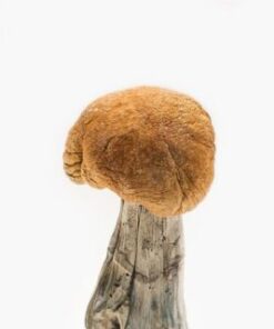 Vietnamese Mushroom