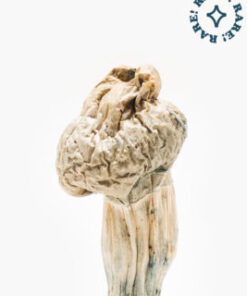 White Jedi Mind Fuck Mushroom